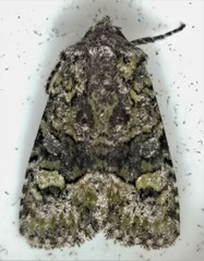 Lacinipolia olivacea