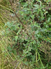 Scrophularia auriculata