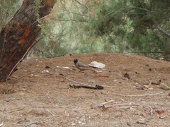 Pycnonotus xanthopygos