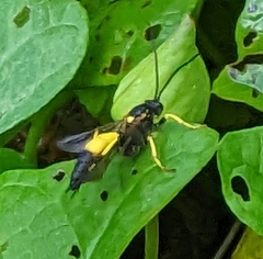 Ichneumon xanthorius