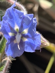 Trichodesma zeylanicum