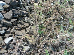 Dracocephalum thymiflorum