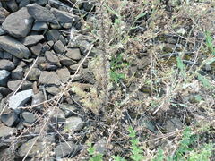 Dracocephalum thymiflorum