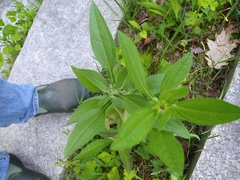 Rudbeckia hirta