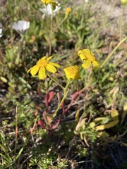 Senecio littoreus