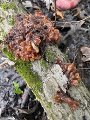 Phaeotremella foliacea