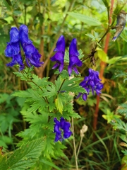 Aconitum variegatum