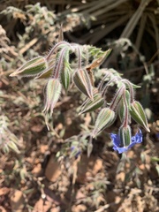 Trichodesma zeylanicum