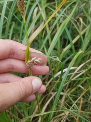 Carex hirta