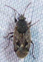 Sphragisticus nebulosus
