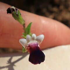 Nemesia barbata