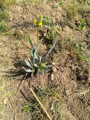 Bulbine narcissifolia