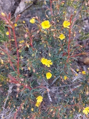 Hibbertia acerosa