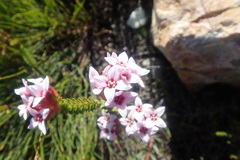 Sonderothamnus speciosus