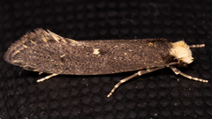 Tinea niveocapitella