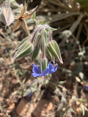 Trichodesma zeylanicum