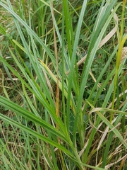 Carex hirta