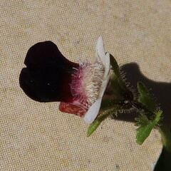 Nemesia barbata