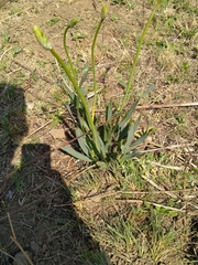Bulbine narcissifolia