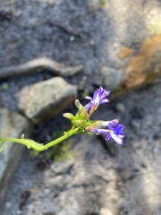 Lobelia comosa
