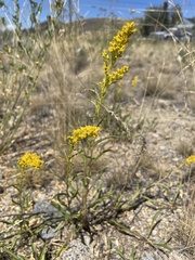 Solidago missouriensis