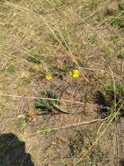 Bulbine narcissifolia