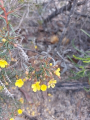 Hibbertia acerosa