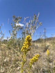 Solidago missouriensis