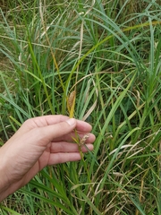 Carex hirta