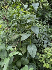 Agastache scrophulariifolia
