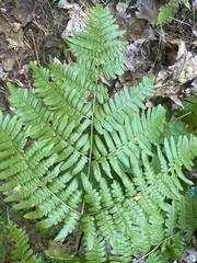 Pteridium