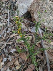 Pultenaea hartmannii
