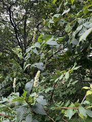 Agastache scrophulariifolia