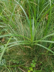 Carex hirta
