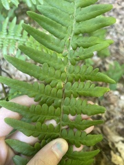 Pteridium
