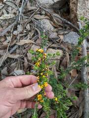 Pultenaea hartmannii