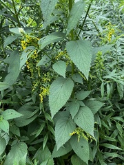 Agastache scrophulariifolia