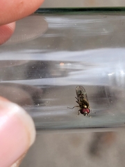 Melanostoma mellinum