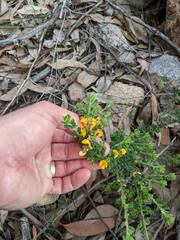 Pultenaea hartmannii
