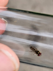 Melanostoma mellinum