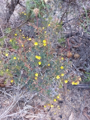 Hibbertia acerosa