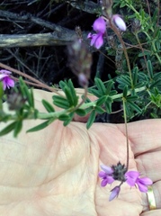 Indigofera filiformis