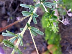 Indigofera filiformis