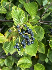 Viburnum dentatum