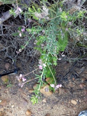 Indigofera filiformis