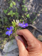 Lobelia comosa