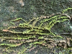 Thuidium