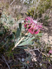 Petrophile linearis