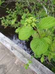 Viburnum dentatum