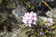 Sonderothamnus speciosus